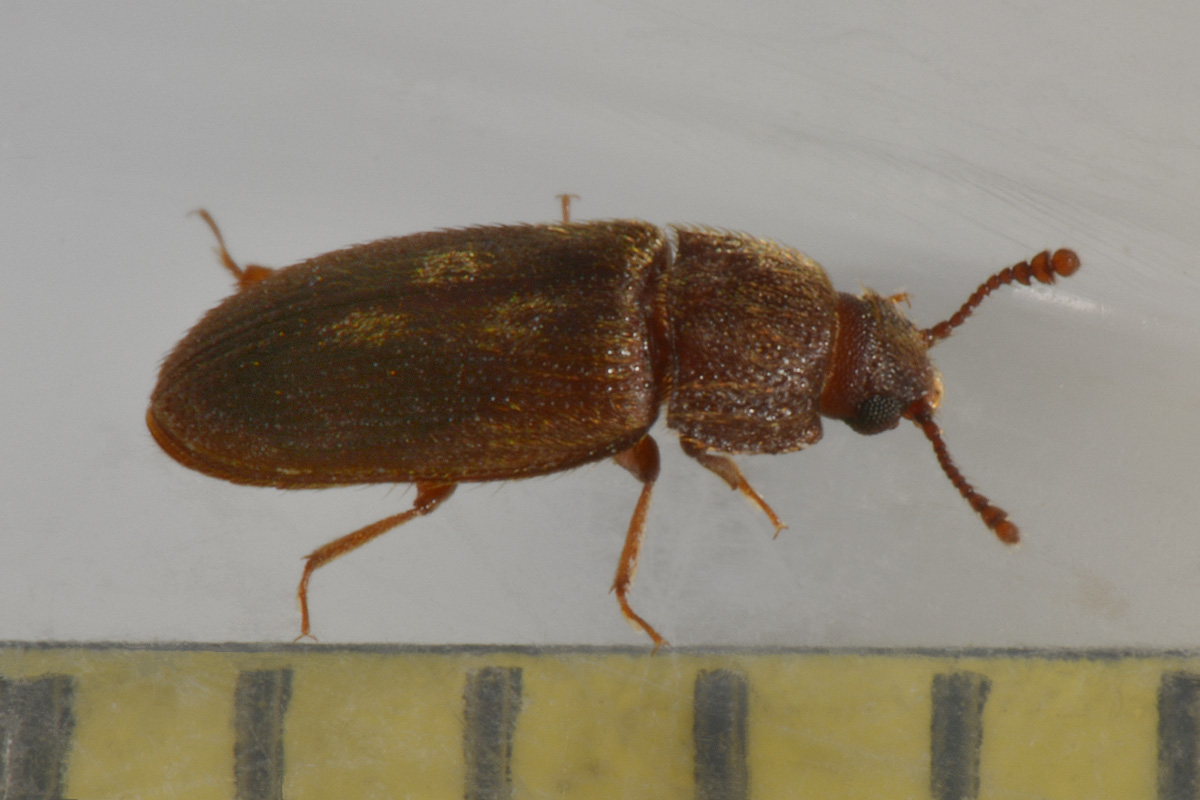 Biphyllidae: Diplocoelus sp?  S, Diplocoelus fagi